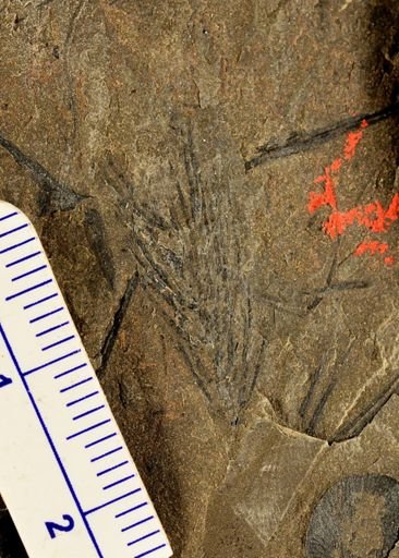 Asterophyllites sp.