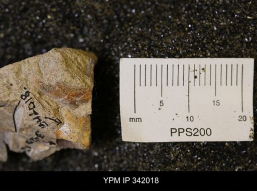 undet. Scaphitidae