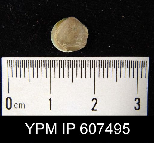 Dielasma sp.