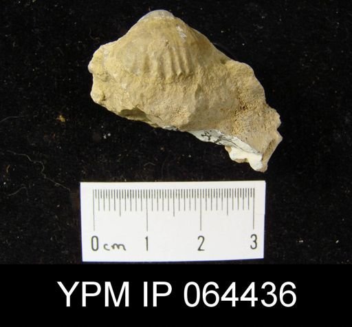Sieberella roemeri