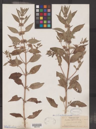 Mentha arvensis var. villosa