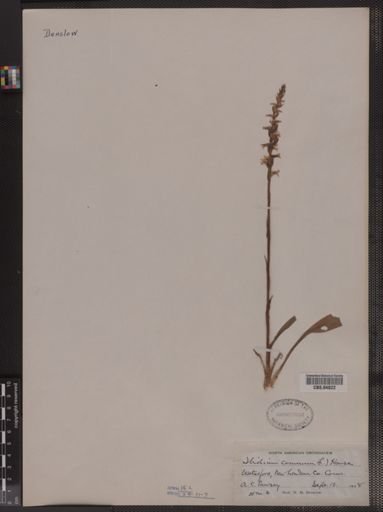 Spiranthes cernua