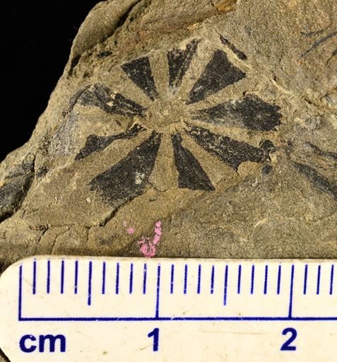 Sphenophyllum sp.