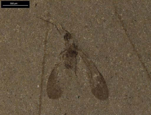 undet. Psocoptera