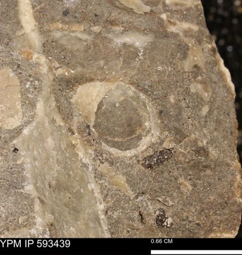 taxon undetermined