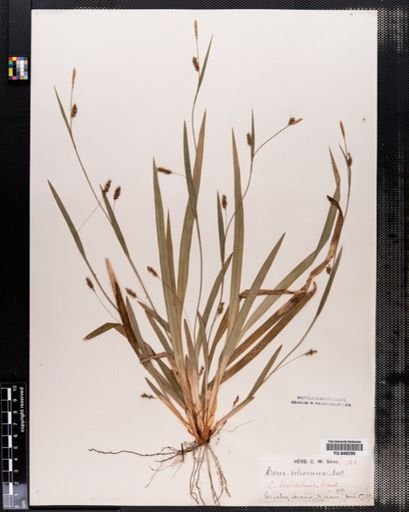Carex laxiculmis
