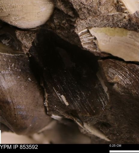 Limopsis striatopunctatus