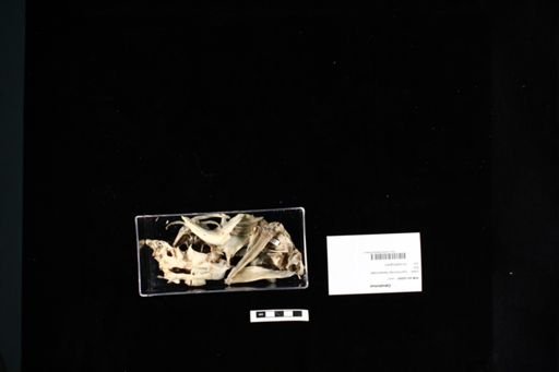 Catostomus