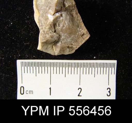 Schizophoria propinqua