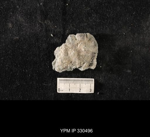 Strophomena sp.