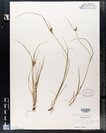 Carex viridula