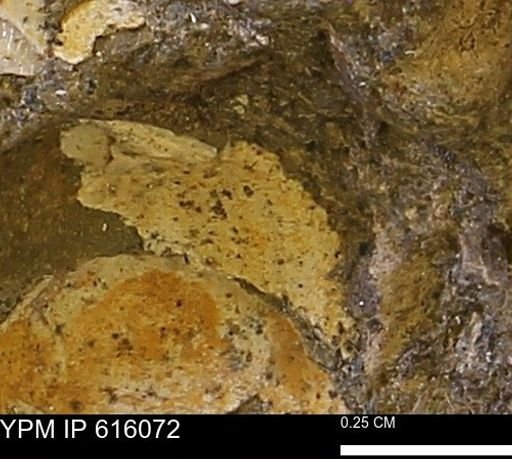 undet. Bivalvia