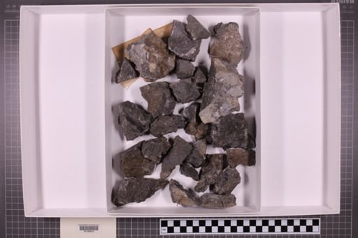 mixed taxa, stratigraphic collection
