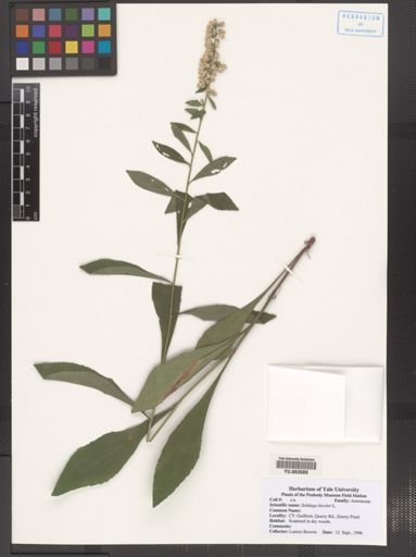 Solidago bicolor