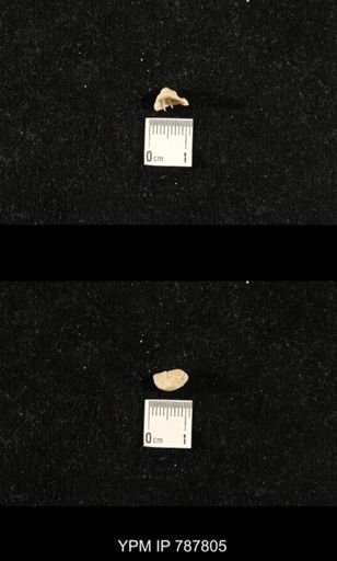 Niviconia sp.