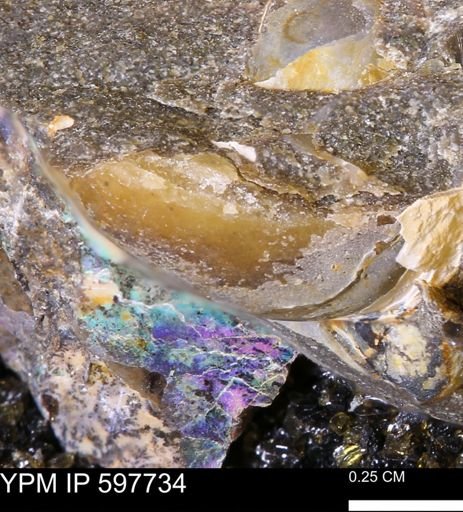 undet. Bivalvia