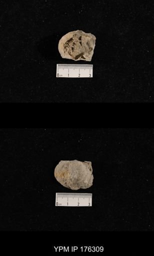 Ombonia sp.