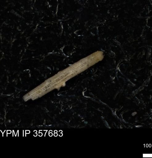 undet. Echinoidea