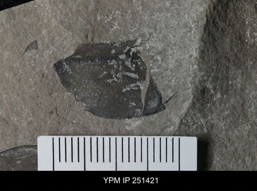undet. Eurypterida