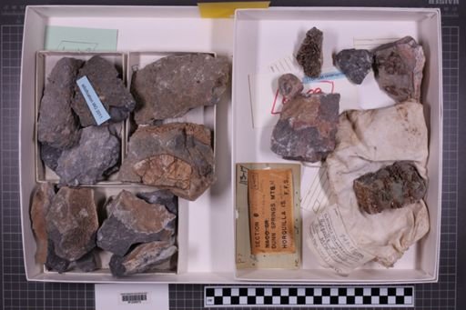 mixed taxa, stratigraphic collection