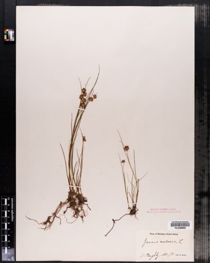 Juncus nodosus