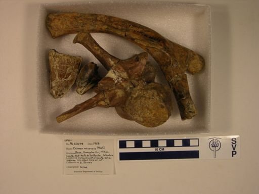 Caiman neivensis