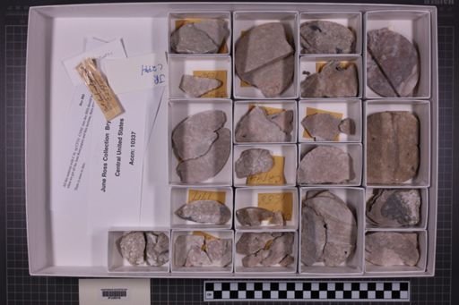 mixed taxa, stratigraphic collection