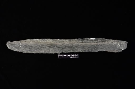 Lepidodendron giganteum