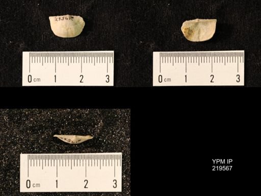 Chonetes granulifer