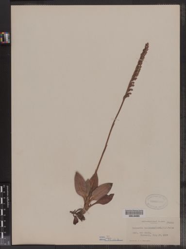 Epipactis tesselata