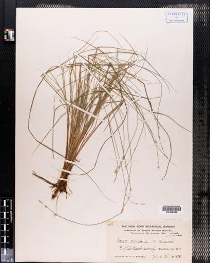 Plantae