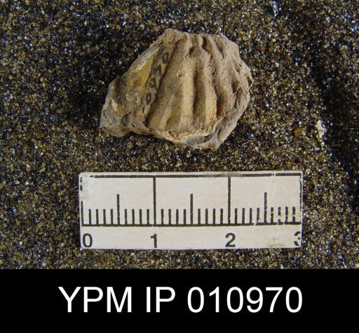Meekella difficilis