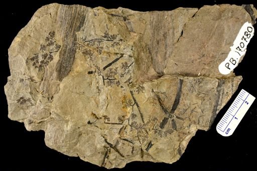 Sphenopteris sp.