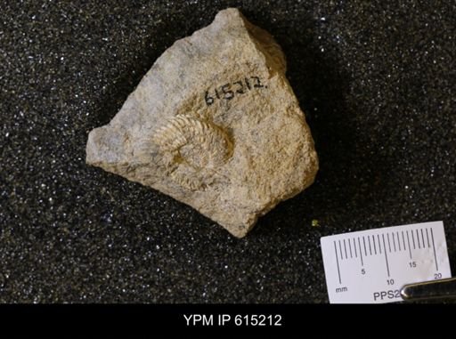 Prionocyclus sp.