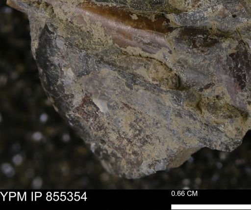 Baculites sp.