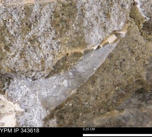 undet. Bivalvia