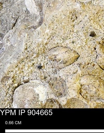 Corbulamella?