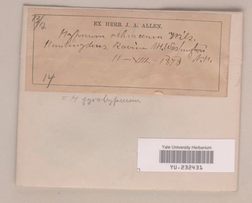 Hygrohypnum ochraceum