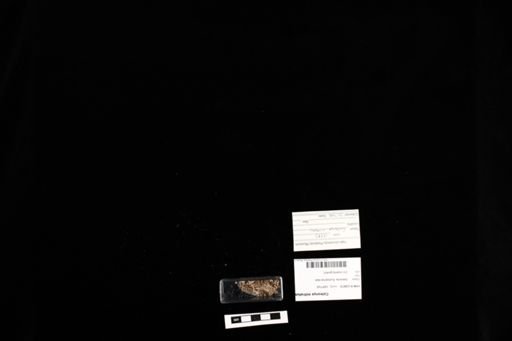 Coleonyx mitratus