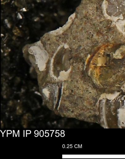undet. Mollusca