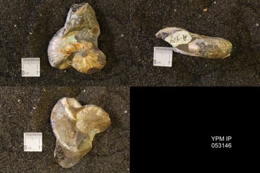 Discoscaphites conradi
