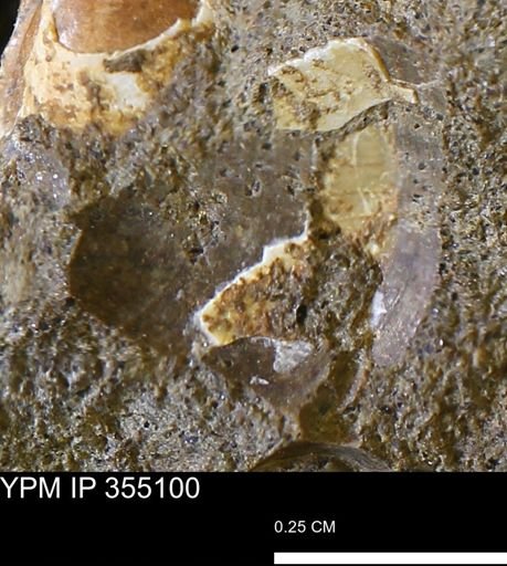 undet. Mollusca