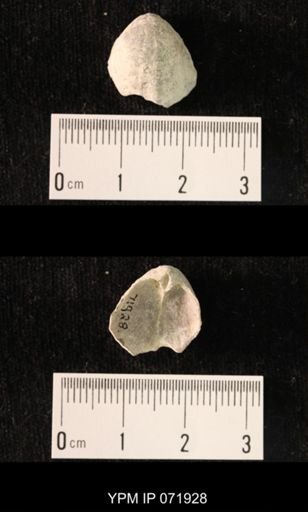 Sieberella roemeri