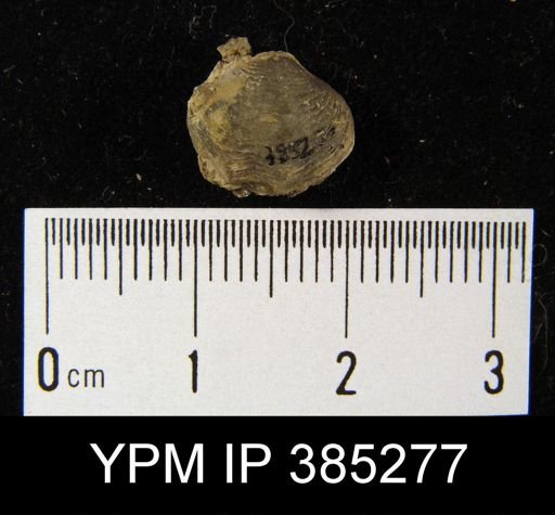undet. Reticularioidea