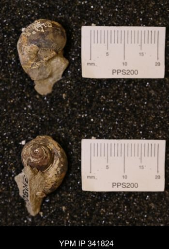 undet. Gastropoda