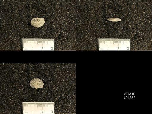 Plectorthis plicatella