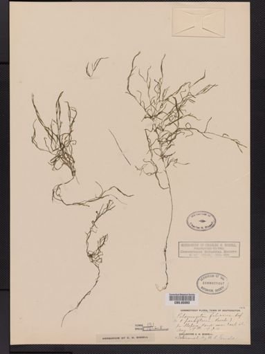 Potamogeton foliosus