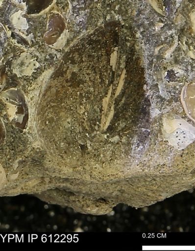 undet. Bivalvia