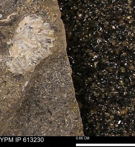 Scaphites sp.