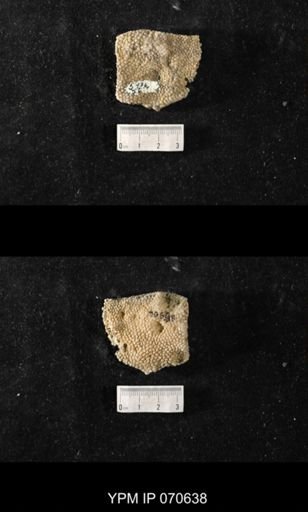 Favosites louisvillensis